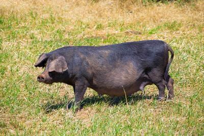 Hogs Fall Lower on Thursday